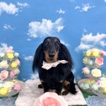 ダックスフンド　ニコちゃん
