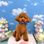 トイプードル　ここくん