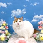 ねこ　陽（はる）くん