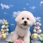 ビションフリーゼ　ラデュレくん