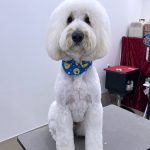 ドゥ―ドゥル　Teddy（テディ）くん