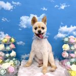 ポメラニアン　レオンくん