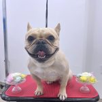 フレンチブルドッグ　ペコちゃん