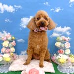 トイプードル　チョビくん　炭酸入浴