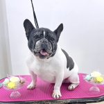 フレンチブルドッグ　　　ハルちゃん