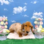 ダックスフンド　そらくん