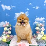 ポメラニアン　天くん