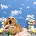 カニンヘンダックス　ハッピーちゃん　PV動画あり