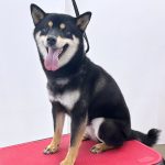 柴犬　はるちゃん