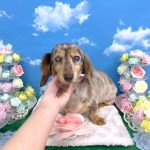 ダックスフンド　のあちゃん
