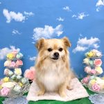 チワワ　あずきくん