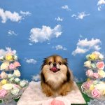 チワワｘプチブラバンソン　もずくちゃん