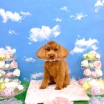 トイプードル　るるちゃん