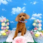 トイプードル　愛来（あいく）くん