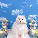 ねこ　アメリカンカール　ココ・エリザベスちゃん