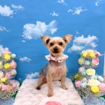初めてご来店　ヨークシャーテリア　モモちゃん　PV動画あり