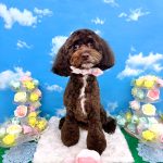 シュナプー　茶々ちゃん