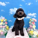 ミニュチュアプードル　　アルくん