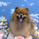 ポメラニアン　コロンちゃん