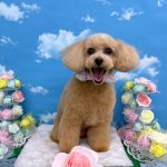 トイプードル　キャンディーちゃん　シルクパック