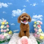 タイニープードル　ちくわくん　炭酸泉入浴　泥パック