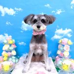 ミニュチュアシュナウザー　エマちゃん