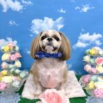 シーズー犬　陸くん　シルクパック　炭酸泉入浴