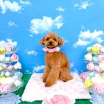 トイプードル　絆愛音(りあん)ちゃん　シルクパック　炭酸泉入浴