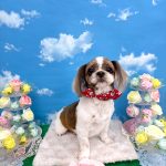 初めてご来店　シーズー犬　ゆりちゃん　PV動画あり