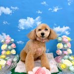トイプードル　りなこちゃん
