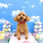 トイプードル　ラティちゃん