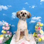 初めてご来店　狆×マルチーズ　いおくん　PV動画あり