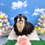 ダックスフンド　ダックスちゃん