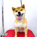 柴犬　悠（はる）くん
