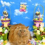 ねこ　マンチカン　みるくくん