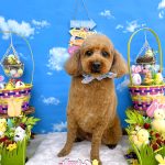 トイプードル　チョビくん　炭酸入浴
