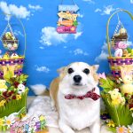 コーギーｘチワワ　もねちゃん　シルクパック
