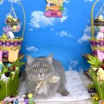 ねこ　サイベリアン　ソラちゃん