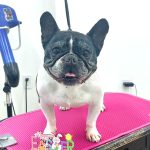 フレンチブルドッグ　　　ハルちゃん