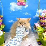 ねこ　スコティッシュフォールド　ゴートンくん