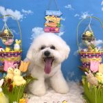 ビションフリーゼ　ゆきくん