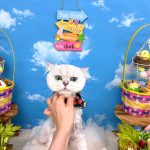 初めてご来店　ねこ　チンチラ（ペルシャ）マミちゃん　PV動画あり
