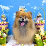 ポメラニアン　コロンちゃん