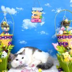 ねこ　スコティッシュフォールド　きいすくん