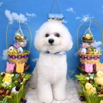 ビションフリーゼ　わさびくん