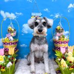 ミニュチュアシュナウザー　ひなたくん