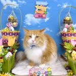 ねこ　ノルウェージャンフォレストキャット　ガブくん