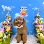 タイニープードル　ちくわくん　炭酸泉入浴　ハーブパック