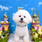 ビションフリーゼ　ラデュレくん