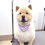 チャウチャウ　ぽんちゃん